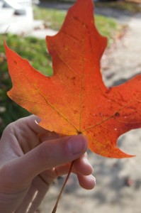 fall_leaf_stpaul